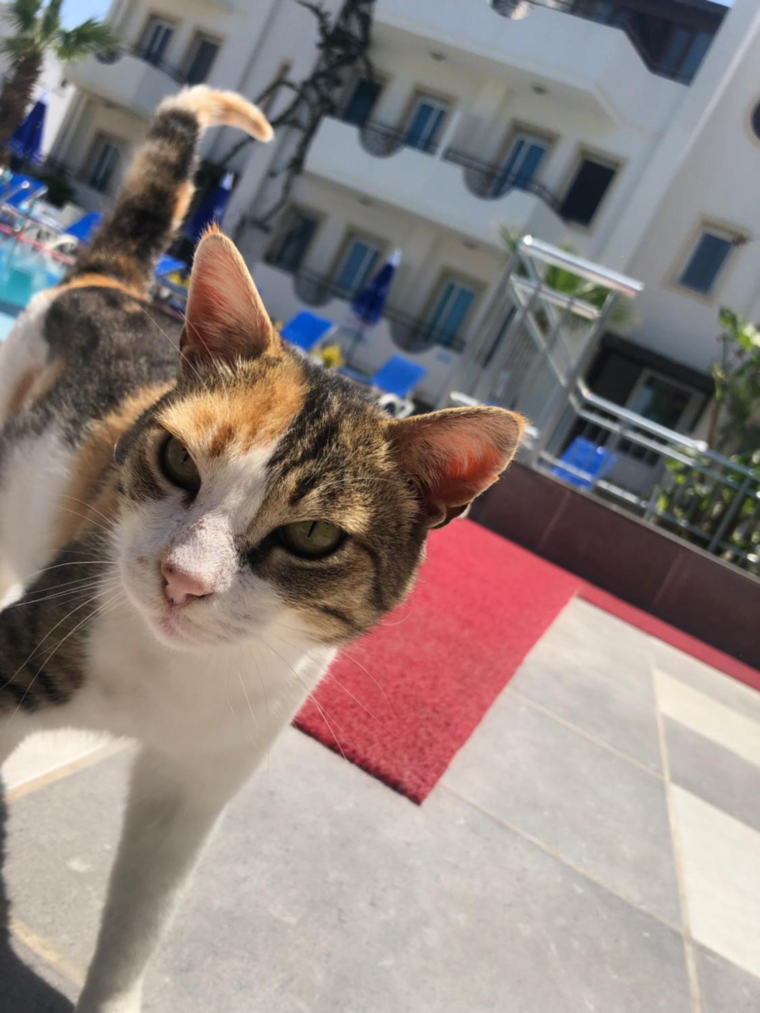Palmiye Apart Otel Bodrum Bagian luar foto